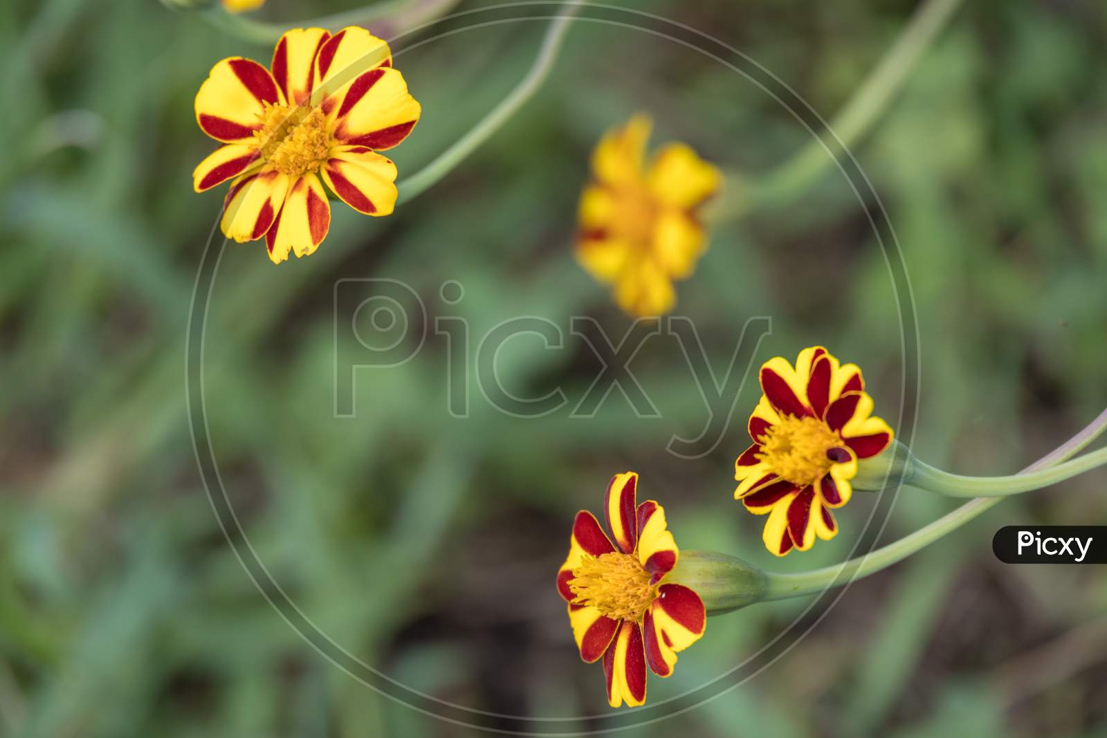 French Marigold (Tagetes Patula) Growing In A Garden In Italy