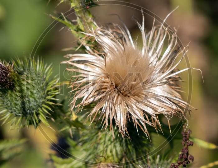 Marsh Thistle (Cirsium Palustre) Going To Seed In Summertime