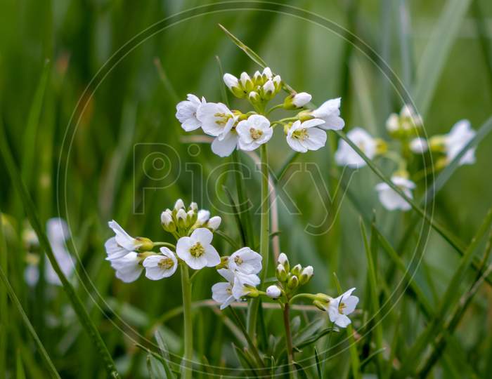 Close-Up Of Some Cuckooflowers Blooming In Springtime