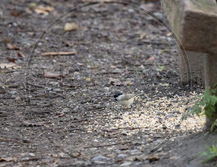 Marsh Tit (Poecile Palustris) Eating Seed Scattered By A Bench On The Worth Way