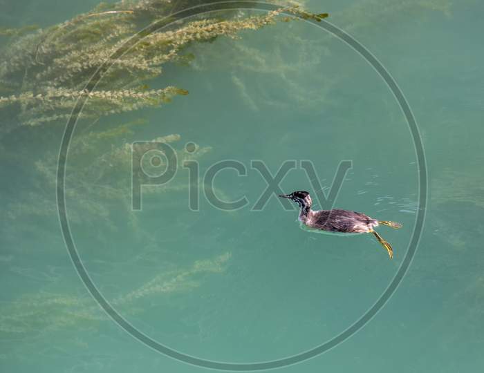 Great Crested Grebe (Podiceps Cristatus) Juvenile Swimming In Lake Garda