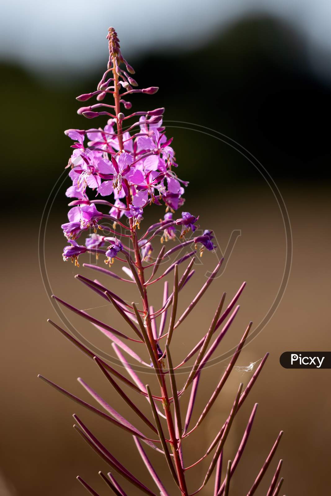 Rosebay Willowherb (Epilobium Angustifolium) Flowering By A Roadside In East Grinstead