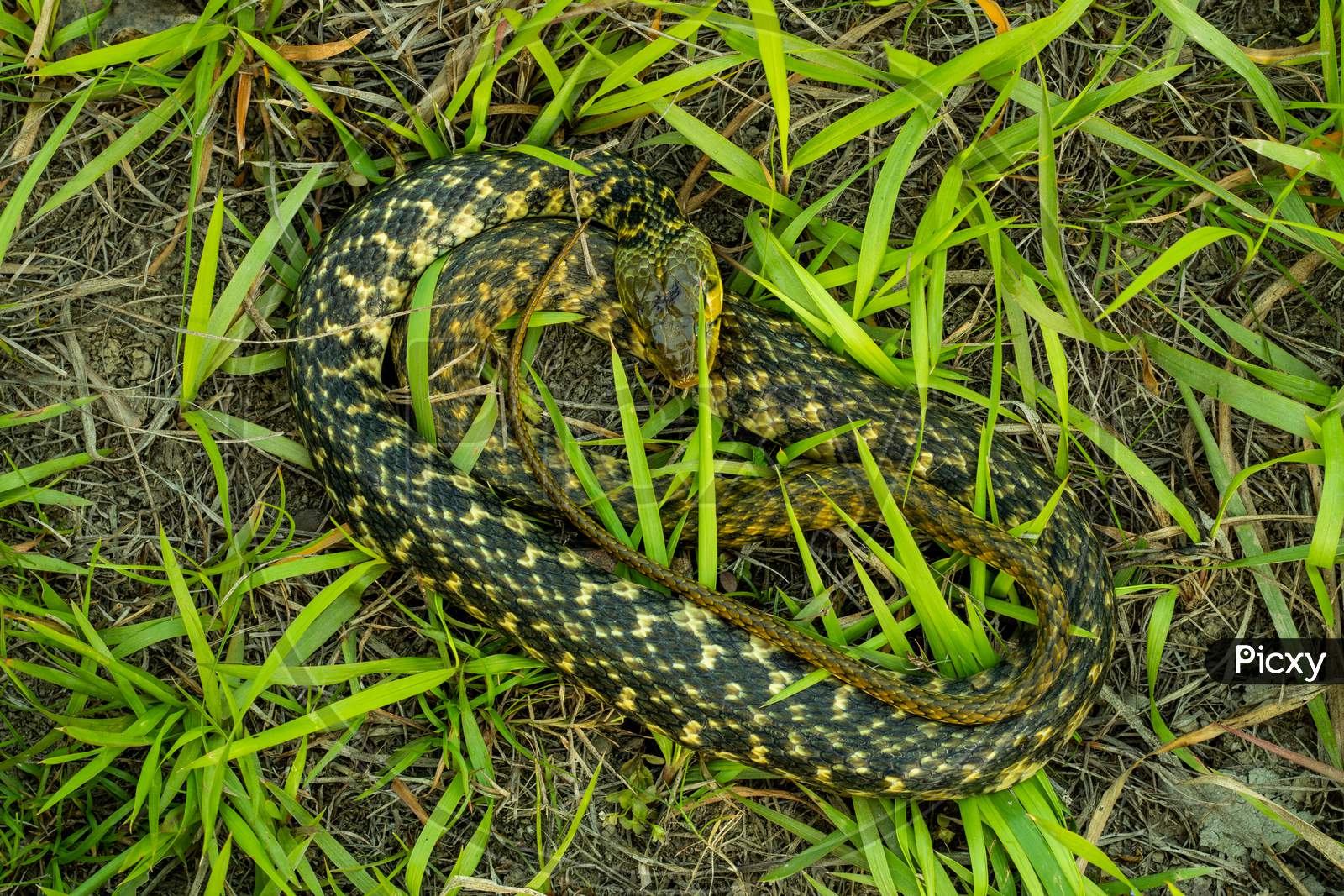 Buff Striped Keelback Snake Is Typically Nonaggressive Snake
