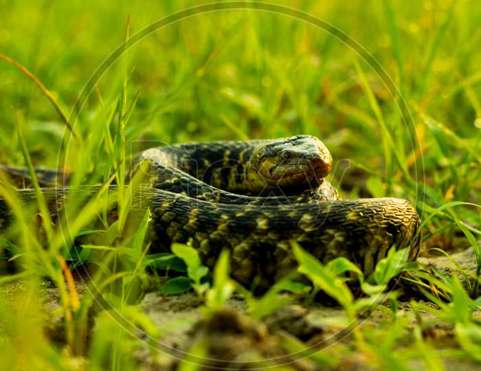 Pet Snake Buff Striped Keelback Slowly Sitting Rounded On The Green Grass