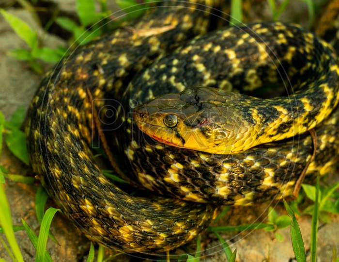 Buff Striped Keelback Snake And It'S Not Dangerous To Humans
