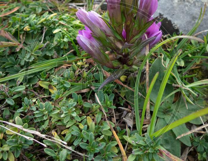 German Gentian (Gentianella Germanica) Flower Growing On Monte Poieto In Italy