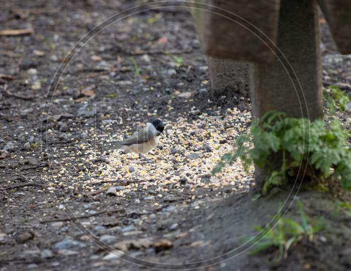 Marsh Tit (Poecile Palustris) Eating Seed Scattered By A Bench On The Worth Way
