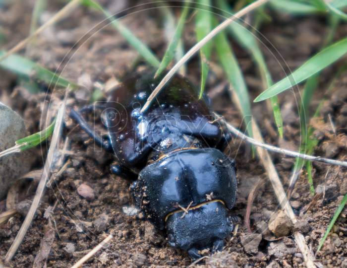 Female European Stag Beetle (Lucanus Cervus) Resting On The Earth