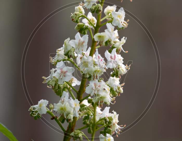 Horse Chestnut Flower Spike Blooming In Springtime