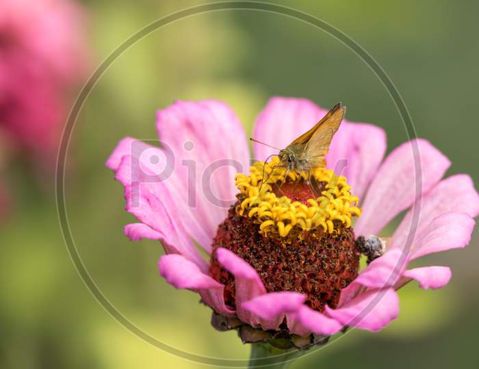 Large Skipper Butterfly (Ochlodes Sylvanus) Feeding On A Zinnia Elegans Jacq. Pink Flower In Italy