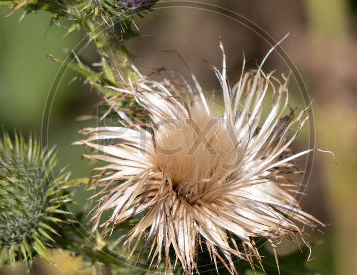 Marsh Thistle (Cirsium Palustre) Going To Seed In Summertime