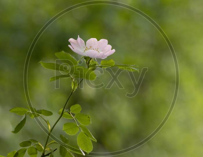 Wild Pink Dog Rose (Rosa Canina) Flowering In Springtime