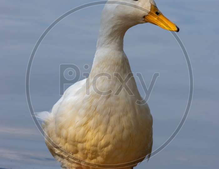 White Duck By The Edge Of  Hedgecourt Lake Near East Grinstead