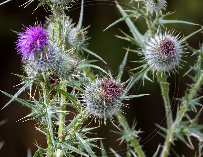 Thistle Flowering On A Summer'S Day In Sussex