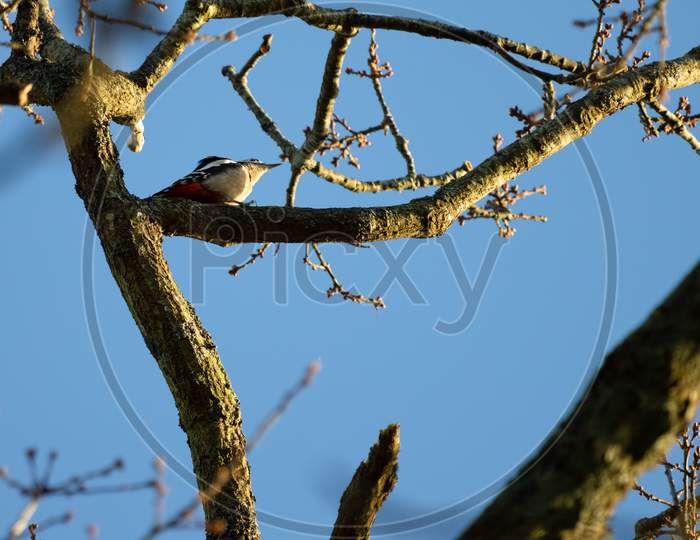 Great Spotted Woodpecker In Natural Habitat
