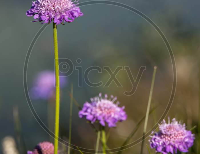 Aster Alpinus Flowers Growing Wild In The Dolomites