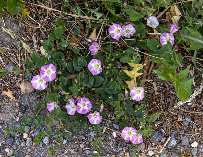 Field Bindweed ( Convolvulus Arvensis ) Flowering By A Roadside Near Ardingly