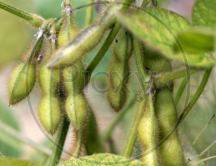 Soy Beans (Glycine Max L. Merr) Growing In A Garden In Italy