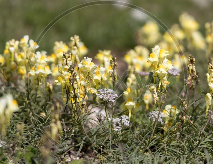 Common Toadflax, Yellow Toadflax Or Butter And Eggs (Linaria Vulgaris Mill.) Growing On The South Downs Near Alfriston, East Sussex