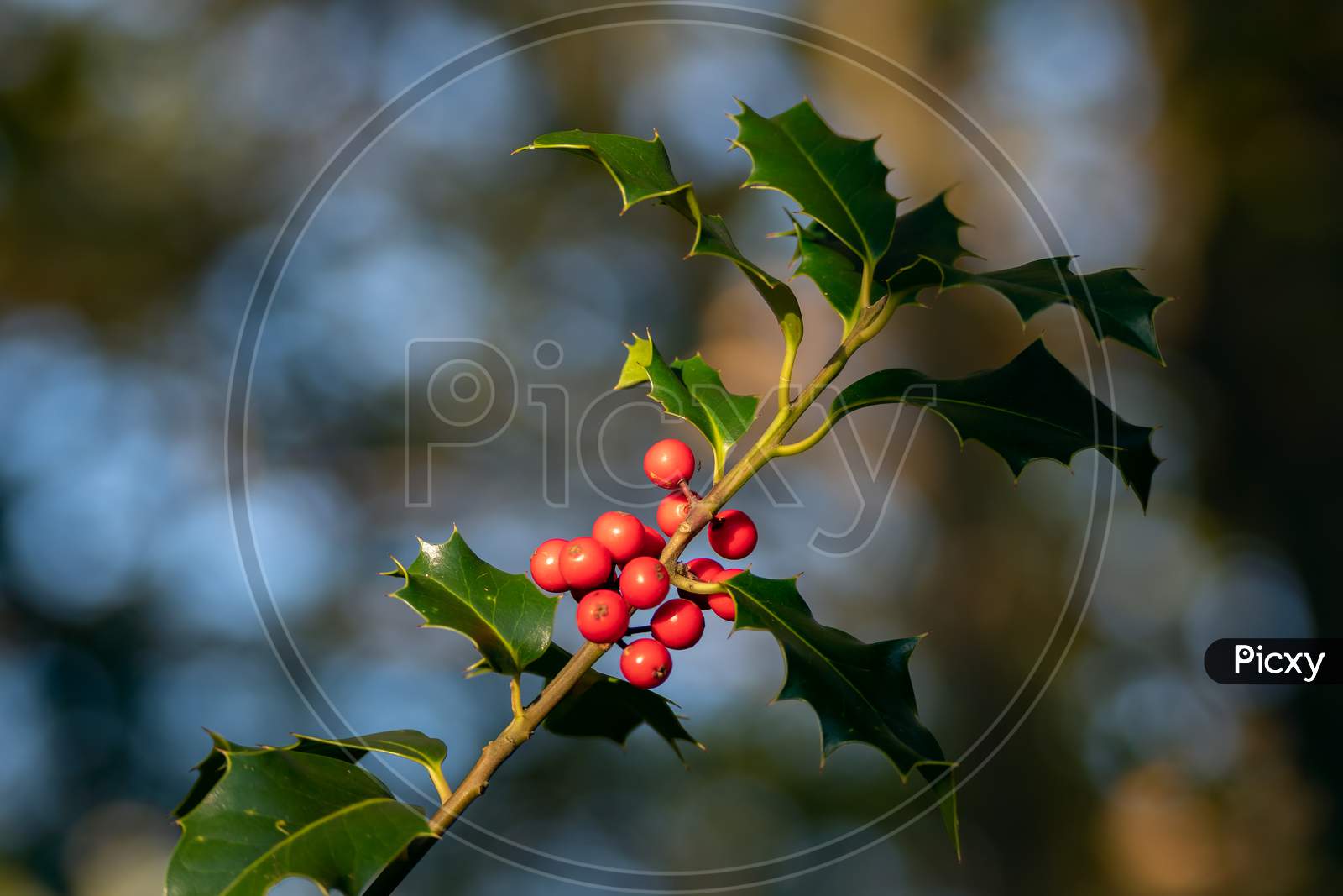 Holly (Ilex) Bough With Red Berries In Autumn