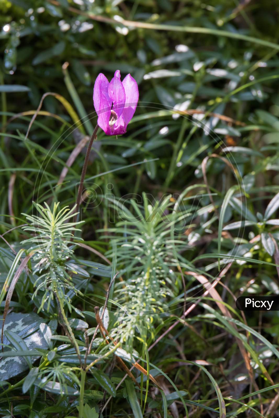 Wild Cyclamen (Persicum) In Full Bloom In The Dolomites