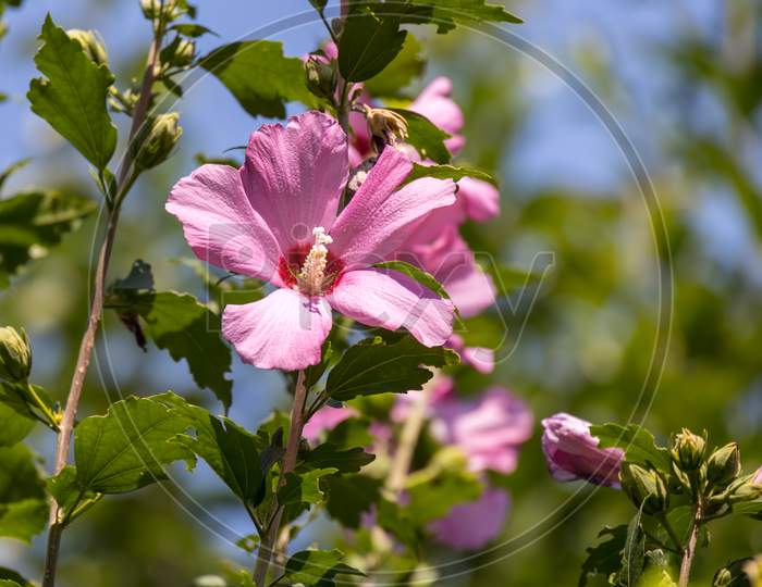 Hibiscus Shrub Growing And Flowering In Torre De' Roveri Italy