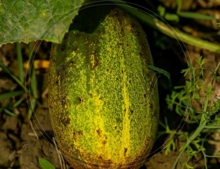 Cucumber Seeds And Plants In Your Home Vegetable Garden