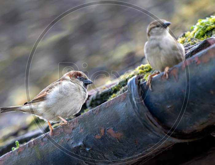 Two House Sparrows On A Gutter In Westham