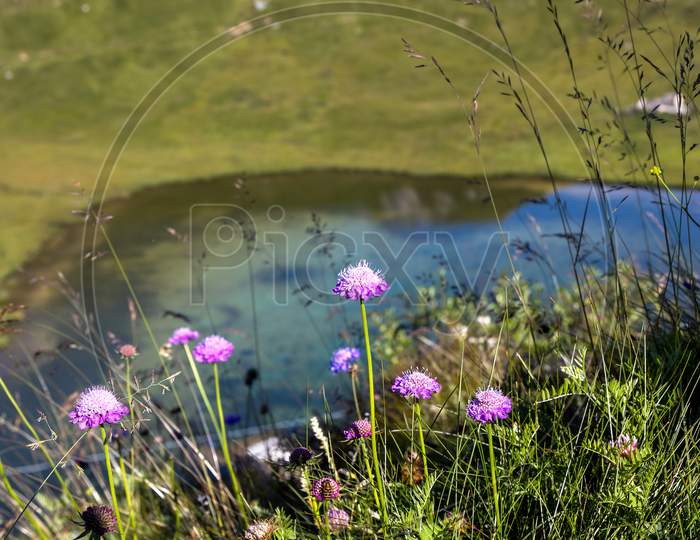 Aster Alpinus Flowers Growing Wild By A Small Lake In The Dolomites