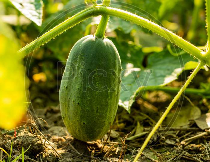 The Great Cucumber Vegetables That Carry Plenty Of Water