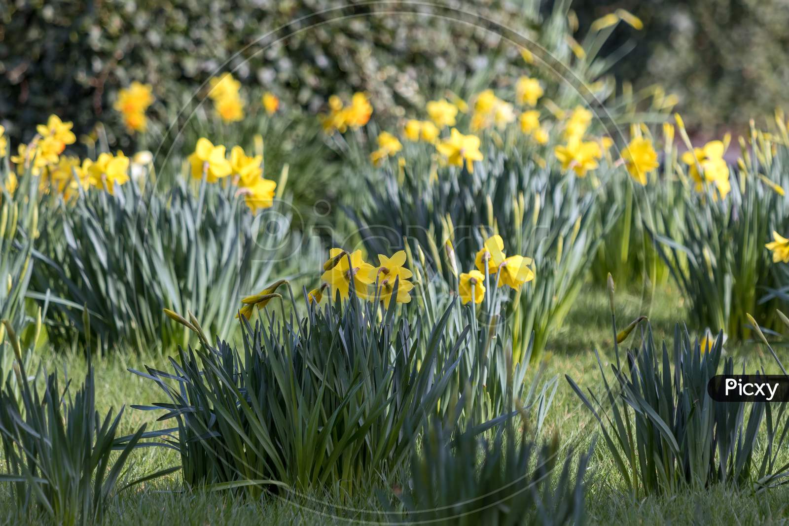 An Host Of Yellow Daffodils In Westham