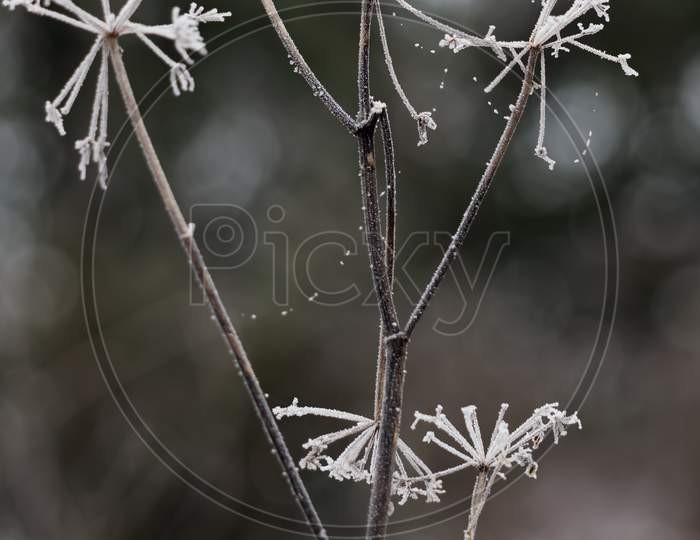 Dead Weed Covered With Hoar Frost On A Cold Winters Day In East Grinstead
