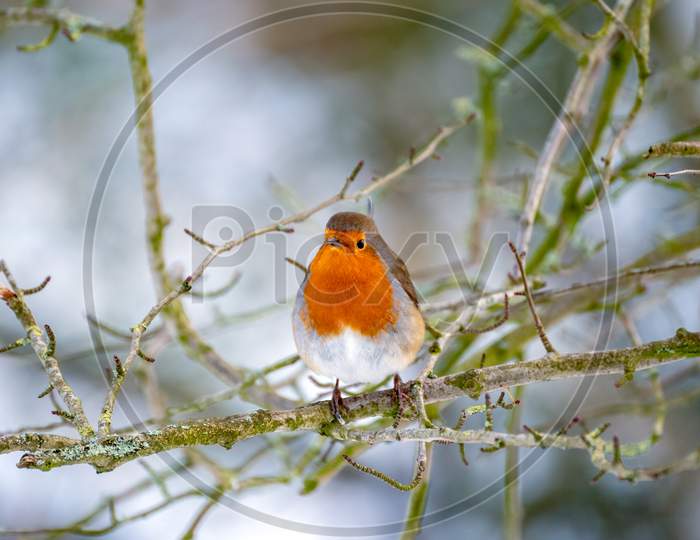 Robin Looking Alert In A Tree On A Cold Winters Day