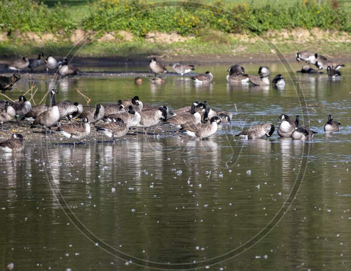 Canada Geese (Branta Canadensis) Resting In The Sunshine At A Lake In Sussex