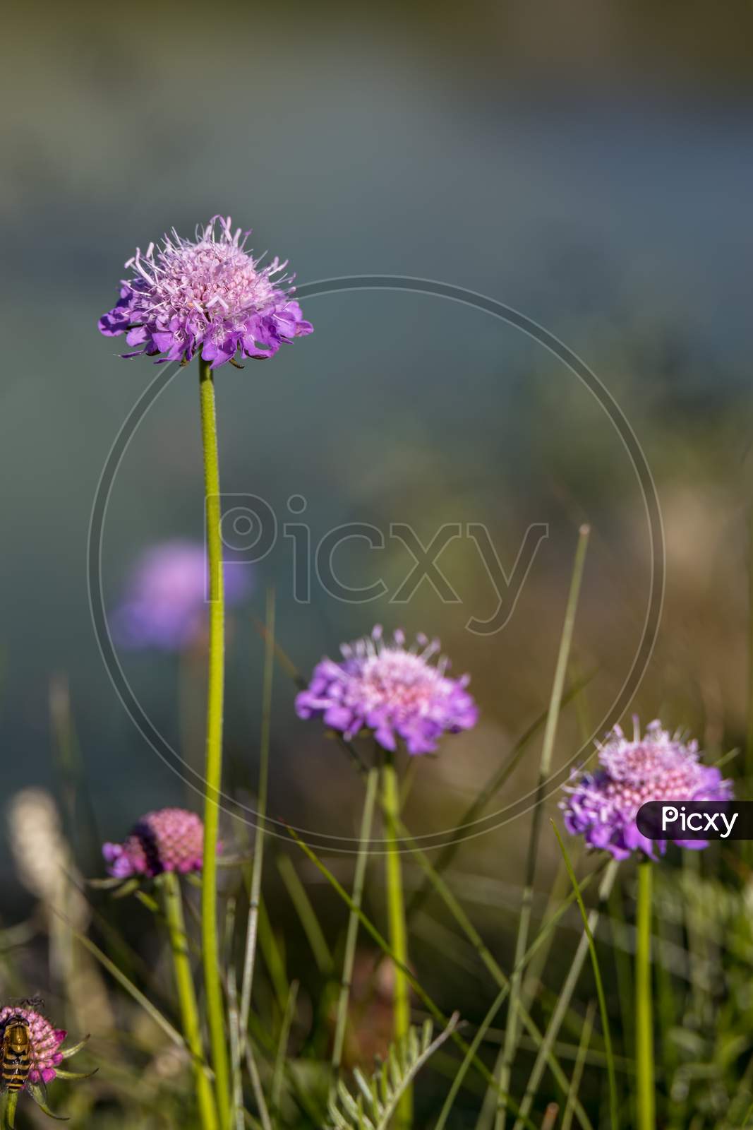 Aster Alpinus Flowers Growing Wild In The Dolomites