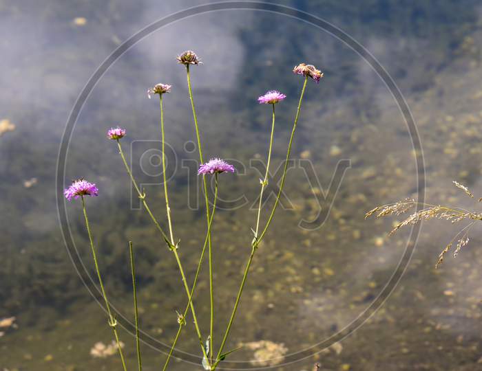 Aster Alpinus Flowers Growing Wild In The Dolomites By Lake Misurina