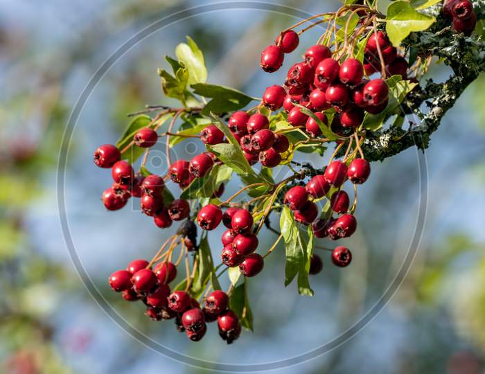 Bright Red Berries On An Hawthorn Tree In Late Summer
