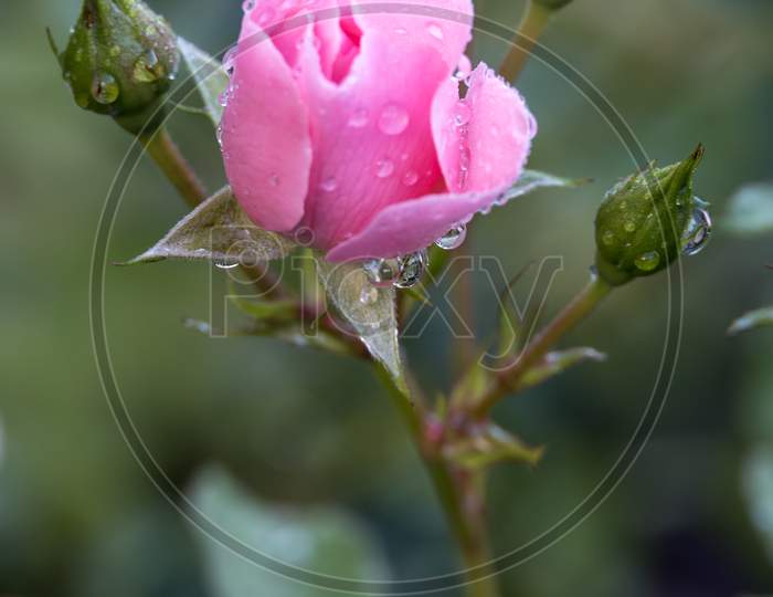 Pink Rose Covered In Raindrops In A Garden In Candide Italy