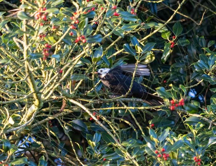 White Headed Blackbird (Turdus Merula) In A Holly Tree Eating Berries