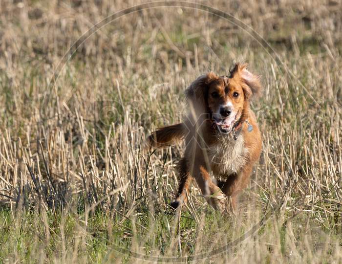 Dog Running Through A Recently Harvested Wheat Field Near East Grinstead