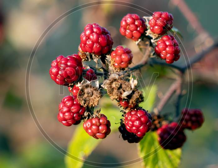 Wild Blackberries Not Yet Ready For Picking In Sussex