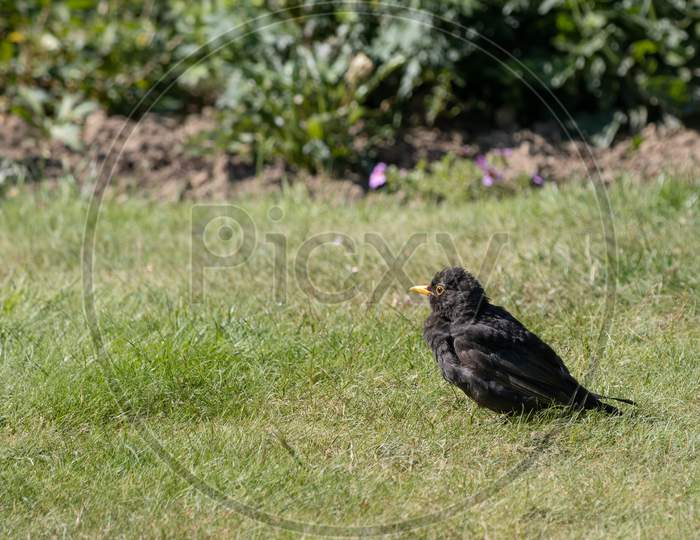 Blackbird (Turdus Merula) In The Grass