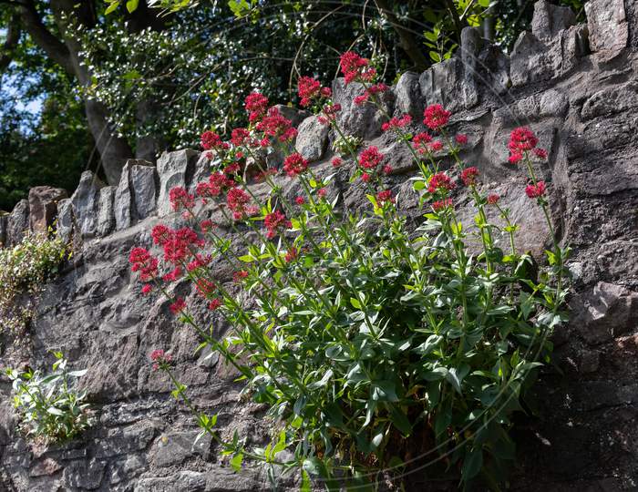 Red Valerian Flowers Growing From A Wall In Bristol