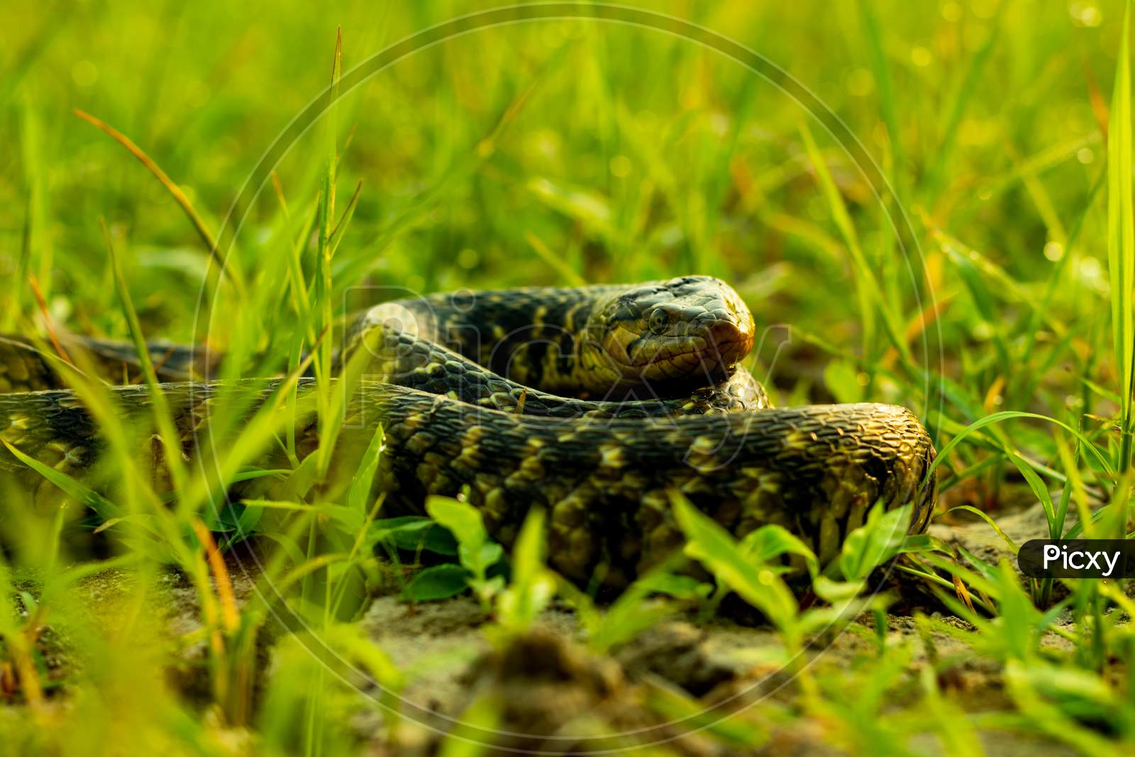 Pet Snake Buff Striped Keelback Slowly Sitting Rounded On The Green Grass