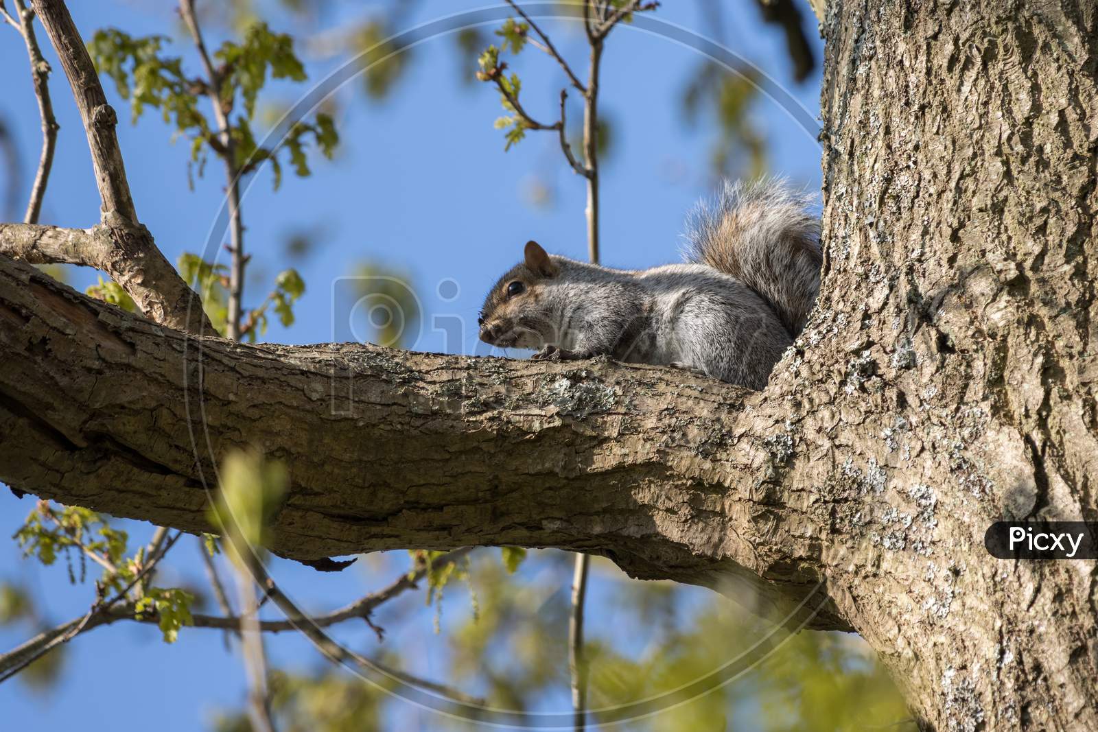 Grey Squirrel (Sciurus Carolinensis) Resting In A Tree