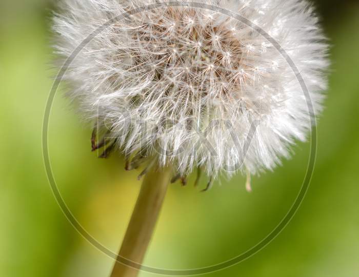 Close-Up Of A Dandelion (Taraxacum) Seed Head In A Field Near East Grinstead