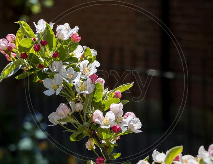 Crab Apple Blossom Against A Dark Background