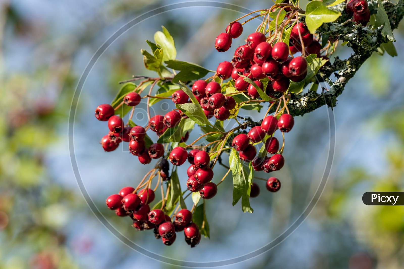 Bright Red Berries On An Hawthorn Tree In Late Summer