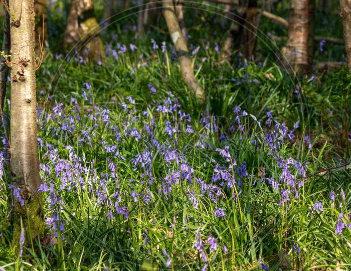 A Clump Of Bluebells Flowering In The Spring Sunshine