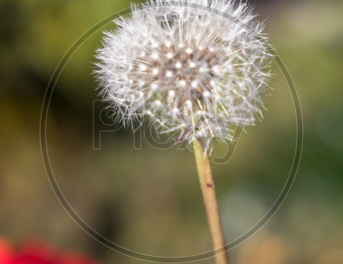Close-Up Of A Dandelion (Taraxacum) Seed Head In A Garden In Druidston